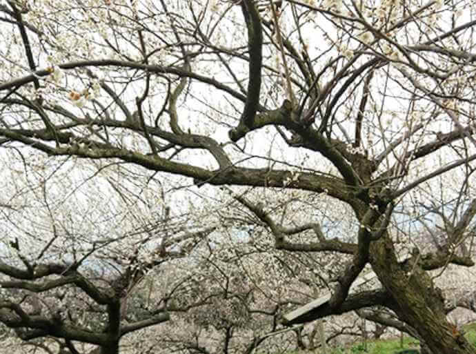 吉野の梅の木の写真