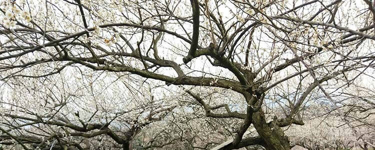 奈良県吉野の梅の木の写真
