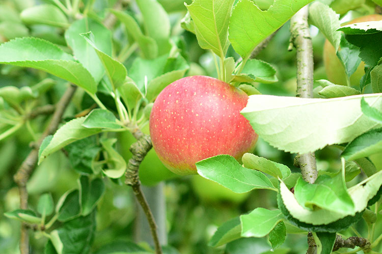 夏りんご　シナノリップ（2個）［信州の環境にやさしい農産物30取得］