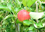 夏りんご　シナノリップ（2個）［信州の環境にやさしい農産物30取得］