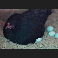 【産地直送】平飼い　碧い瞳のラピィスの卵 (30個)