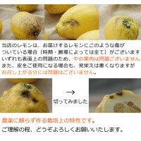 特別栽培 レモン(1kg)≪シーズン外商品≫