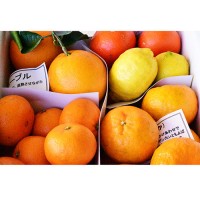 ほとりさんの柑橘食べ比べセット（4種3kg）