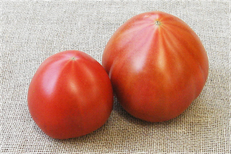 有機栽培] トマト（300g) の宅配・通販 有機野菜のぶどうの木