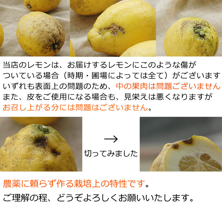 特別栽培 レモン 1kg