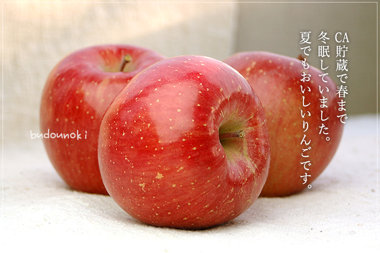 夏においしいりんご 青森県産CA貯蔵りんご ふじ（2個） - 有機野菜の 