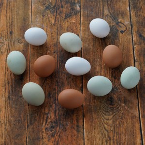 【産地直送】平飼い　碧い瞳のラピィスの卵 (30個)《鶏切替えのため欠品》