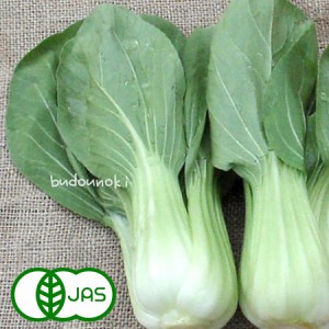 [有機栽培] 茨城県産チンゲン菜 (150g)