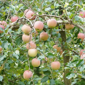 [有機栽培] 北上農園のりんご (2～3玉)