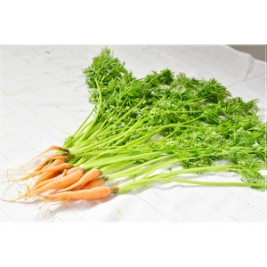 [有機栽培] にんじん抜き菜 (150g)《シーズン外商品》