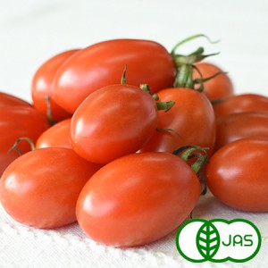 [有機栽培]ミニトマト(アイコ) (150g)《シーズン外商品》