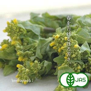 [有機栽培] 菜花(120g)《シーズン外商品》