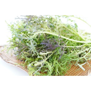 [有機栽培]からし水菜(70g)《シーズン外商品》