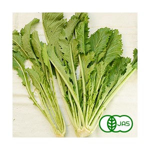 [有機栽培]からし菜(150g)《シーズン外商品》