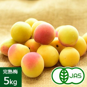 [有機栽培] 熊代農園の完熟梅 (5kg)