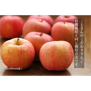 [特別栽培] 三上さんのこだわり りんご (２玉)《シーズン外商品》