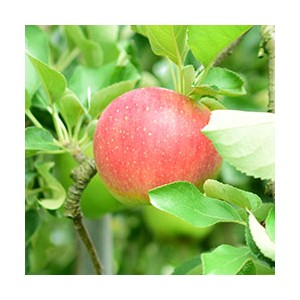 ★23年度産終了★ 夏りんご　シナノリップ（5kg）［信州の環境にやさしい農産物30取得］
