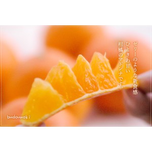 [有機栽培] 菊池さんのマドンナオレンジ (1kg)《シーズン外商品》