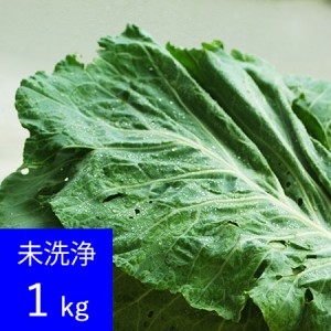 特別栽培ケール生葉(未洗浄)　1kg