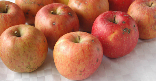 有機栽培無農薬ジュース用りんご