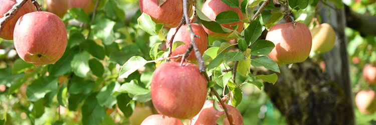 慣行栽培りんご