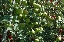 特別栽培青森産リンゴ