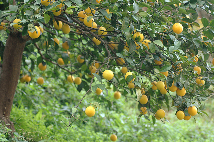 鶴田有機農園　レモンの木