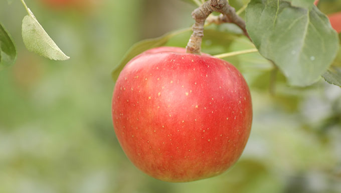 特別栽培青森産リンゴ