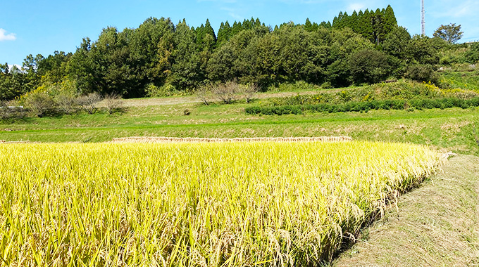熊本県産有機玄米　にこまる